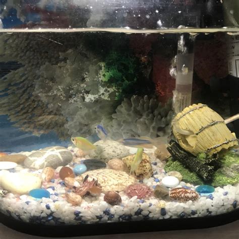 Аквариум с рыбками – купить в Москве, цена 2 400 руб., дата размещения ...