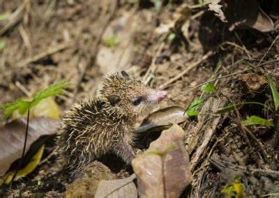 Common Tenrec | CRITTERFACTS