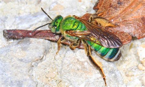 Sweat Bees Friend Or Foe In The Garden