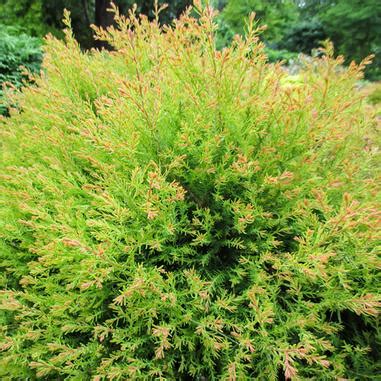 Arborvitae - Fire Chief | Sunshine Garden Center and The Flower Room