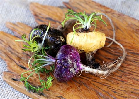 Maca Description Plant Root Supplement Benefits Facts Britannica