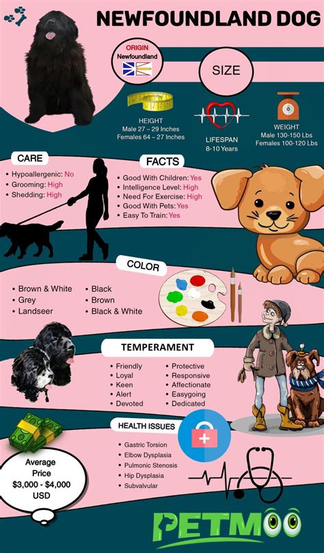 Newfoundland Dog Breed Information And Interesting Facts - Petmoo