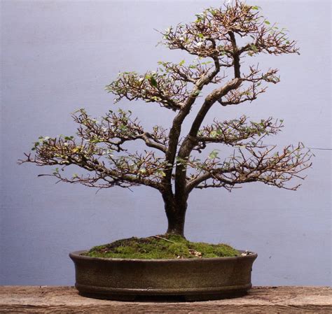 Chinese Elm Twin Trunk Wattos Bonsai Blog