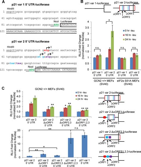 Gcn Dependent Translational Upregulation Of P Is Specific To Variant