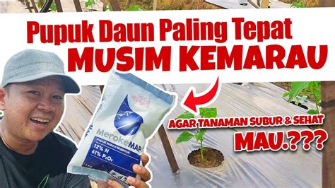 RECOMMENDED PUPUK PALING TEPAT MUSIM KEMARAU Agar Tanaman Subur