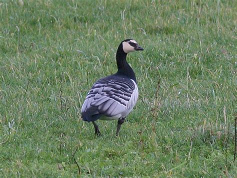 A Gaggle Of Geese Id Tips For The Geese Of Shetland Shetland