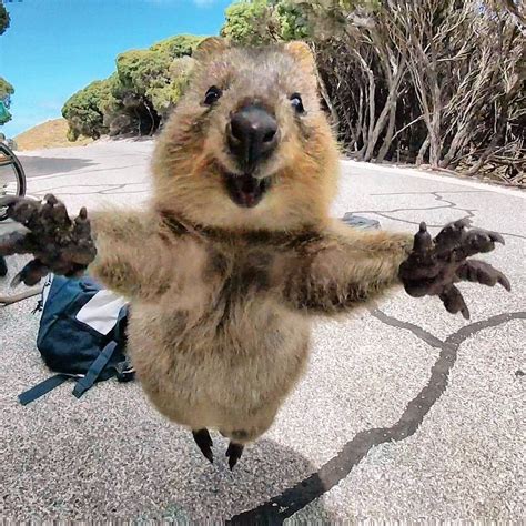 Квока Фото Животное — Mixyfotos.ru