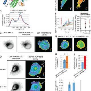 Spatiotemporal coordination of GEF-H1 and RhoA at the edge of migrating ...