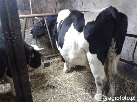 Krowa Zdjęcie Fotka Foto Numer 614428 Galeria Rolnicza Agrofoto