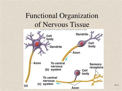 Ppt Functional Organization Of Nervous Tissue Powerpoint Presentation