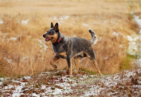 10 Life Lessons You Can Learn From An Australian Cattle Dog