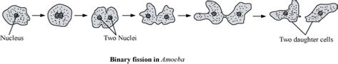 Describe The Asexual Reproduction In Amoeba And Tell Me The Answer For Board Paper How To