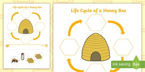 Life Cycle Of A Honey Bee Sequencing Activity Twinkl