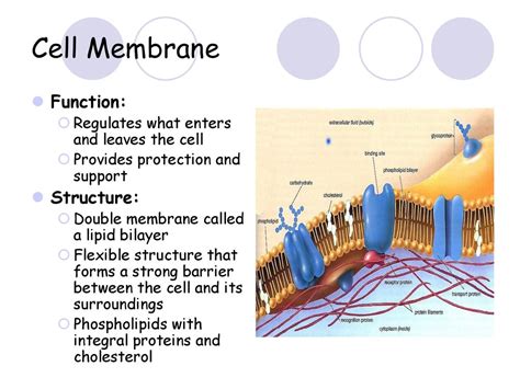 Cell Structure and Function - ppt download