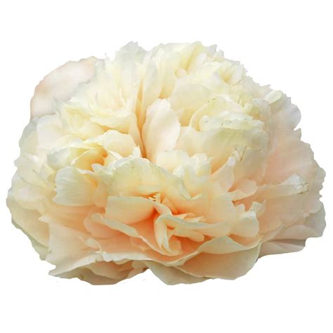 Pioenroos Pastel Elegance - Paeon bv