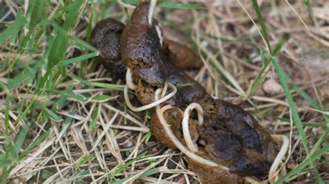 Photos Of Dog Worms In Poop