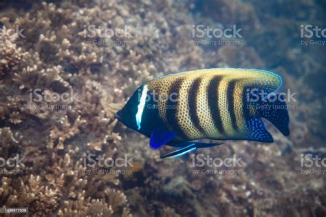 Six Banded Angelfish Swimming Along Australias Great Barrier Reef Stock ...