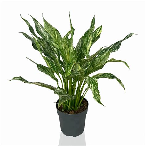 Спатифиллум Даймонд 15/55 – купить в Москве с доставкой – Plantis