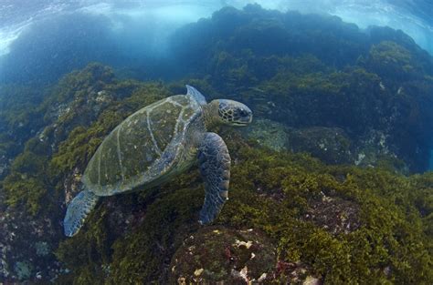 Galapagos green turtle - Galapagos Conservation Trust