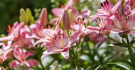 Growing Lilies How To Grow And Care For Daylilies Life S Dirty