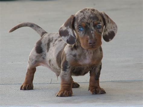 miniature dachshund facts info temperament puppies pictures