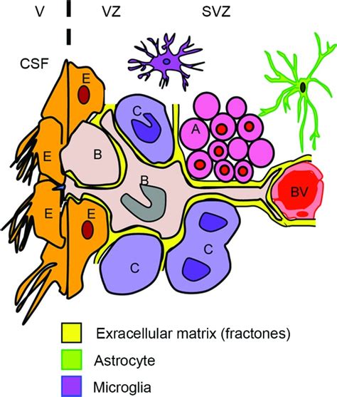 Schematic Of Interplay For Svz Cells The Subventricular Zone Svz And