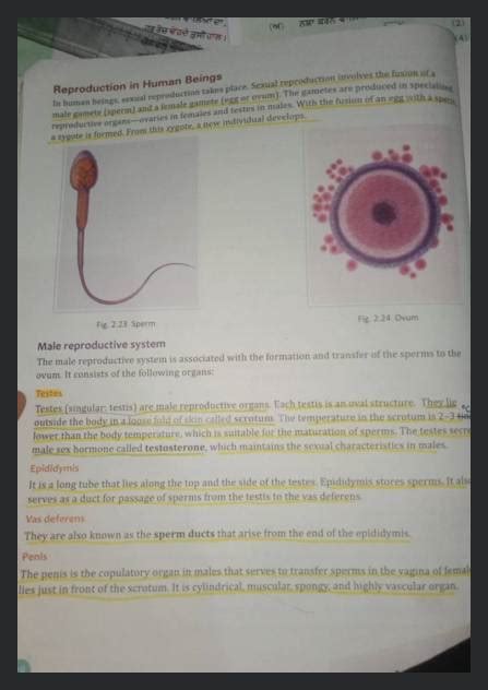 In Human Beings Sexual Reproduction Takes Place Sexual Reproduc