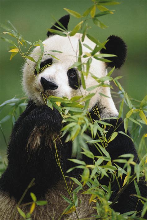 giant panda eating bamboo photograph  gerry ellis pixels