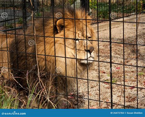 Caged Lion Stock Photo Image Of East Asia Cage Wild 26472784