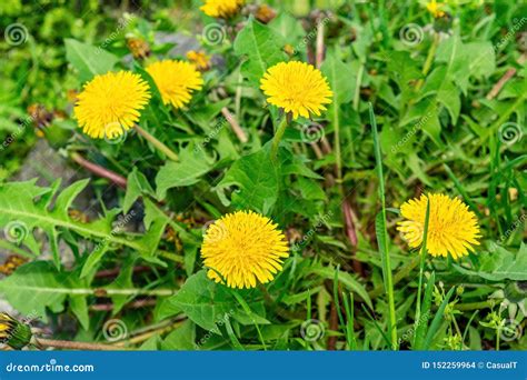 Beautiful Yellow Dandelion In Full Bloom Among Lush Green Grass Stock