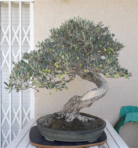 Prune olive trees in pots correctly 7 easy steps – Artofit
