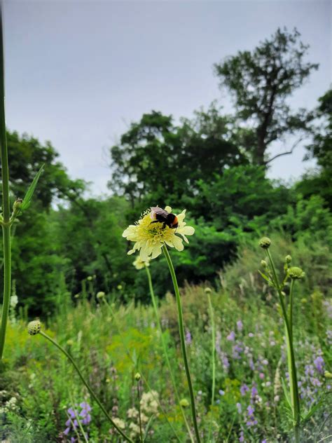 Шмельзззз | Пикабу