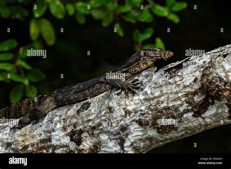 Malayan Water Monitor Lizard Varanus Salvator Resting On A Mangrove