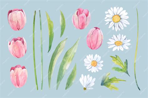 Акварель белая ромашка и розовый тюльпан | Премиум векторы