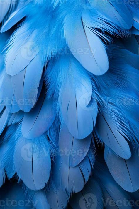 Pigeon Feathers Stock Photos, Images and Backgrounds for Free Download