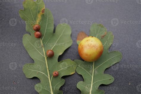 cynips quercusfolii gall balls on oak leaf 3101804 Stock Photo at Vecteezy