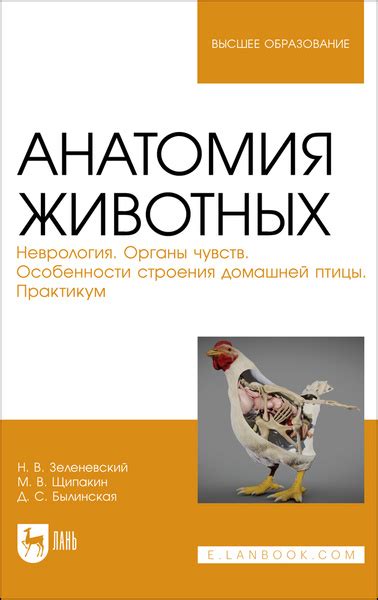 Анатомия животных. Неврология. Особенности строения домашней птицы ...
