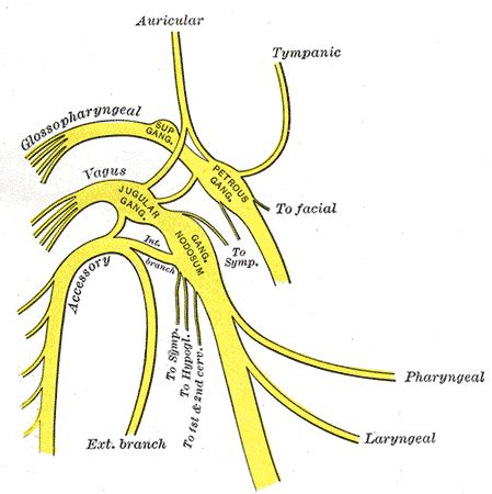 Cranial Nerve 11