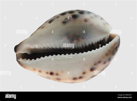 Sea Cockleshell Tiger Cowrie Cypraea Tigris It Is Isolated On A