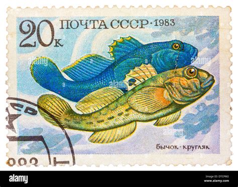 RUSSIA CIRCA 1983 Stamp Printed By Russia Shows Fish Neogobius