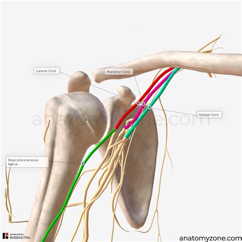 Biceps Brachii Muscle Origin Insertion Action D Model Anatomyzone