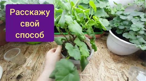 Черенкуем пеларгонию без потерь. Приживутся все черенки на 100% | Garden