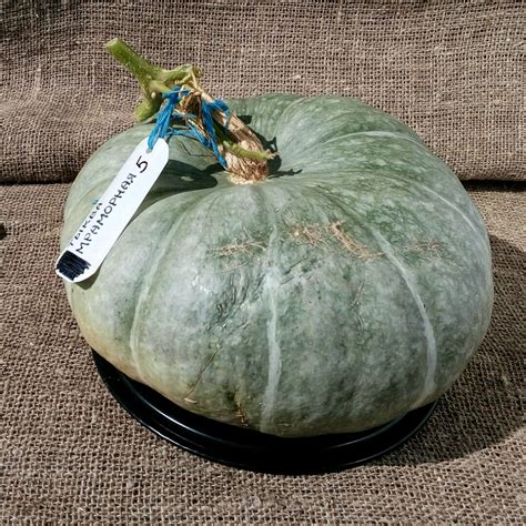 Тыква Мраморная Фото – Telegraph