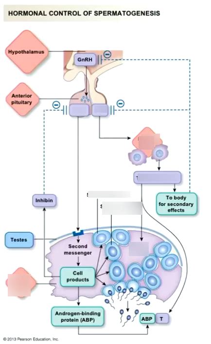 hormonal control of spermatogenesis Diagram | Quizlet