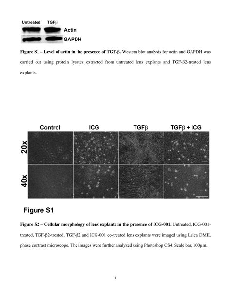 Pdf β Catenincbpdependent Signaling Regulates Tgf βinduced