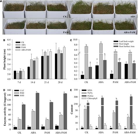 Frontiers Abscisic Acid Polyacrylamide ABA PAM Treatment Enhances