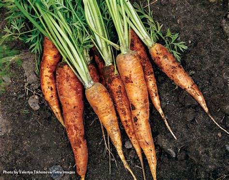 growing root vegetables garden gate