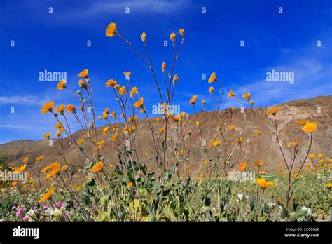 Desert Sunflowers Anza Borrego Desert State Park Borrego Springs