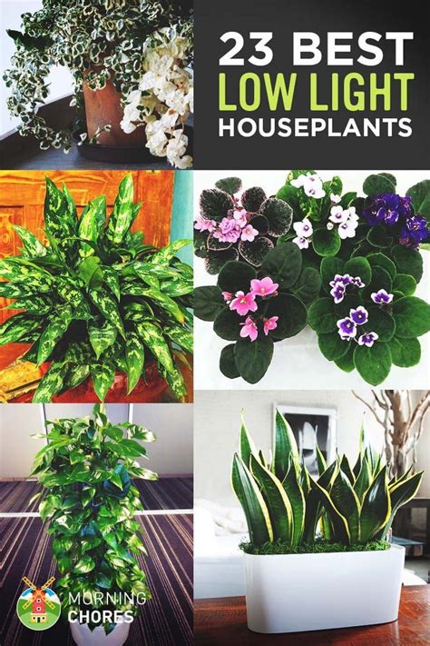 Low Light Houseplants Low Light House Plants Indoor Plants Low Light