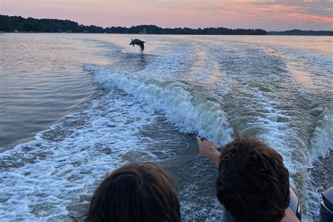 Researchers Shed Light On Chesapeake Bay Dolphins Wtop News